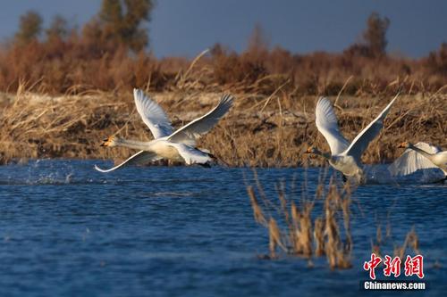 新疆博斯腾湖：天鹅舞翩跹 尽显和谐美