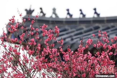 中国侨网南京梅花山上的梅花已经开始萌动，展露出红、白、粉的颜色。　泱波　摄